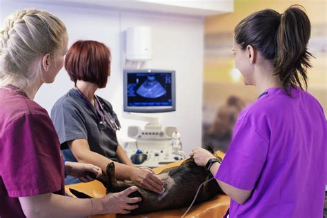 Veterinary Ultrasound Courses, Workshops, In